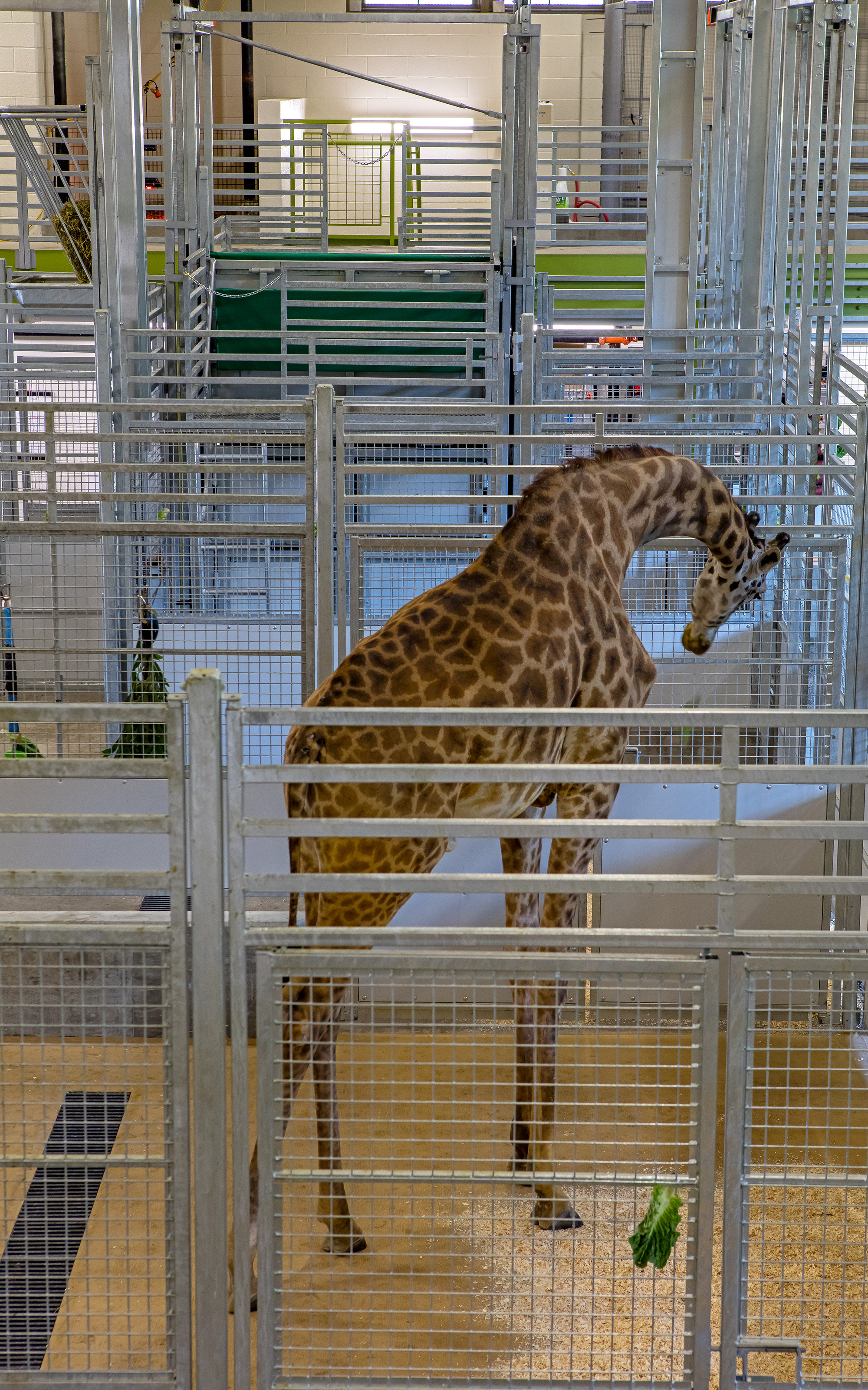 Giraffe House + Exhibit